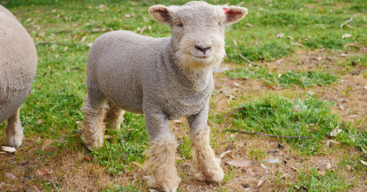 Uggs store and sheep