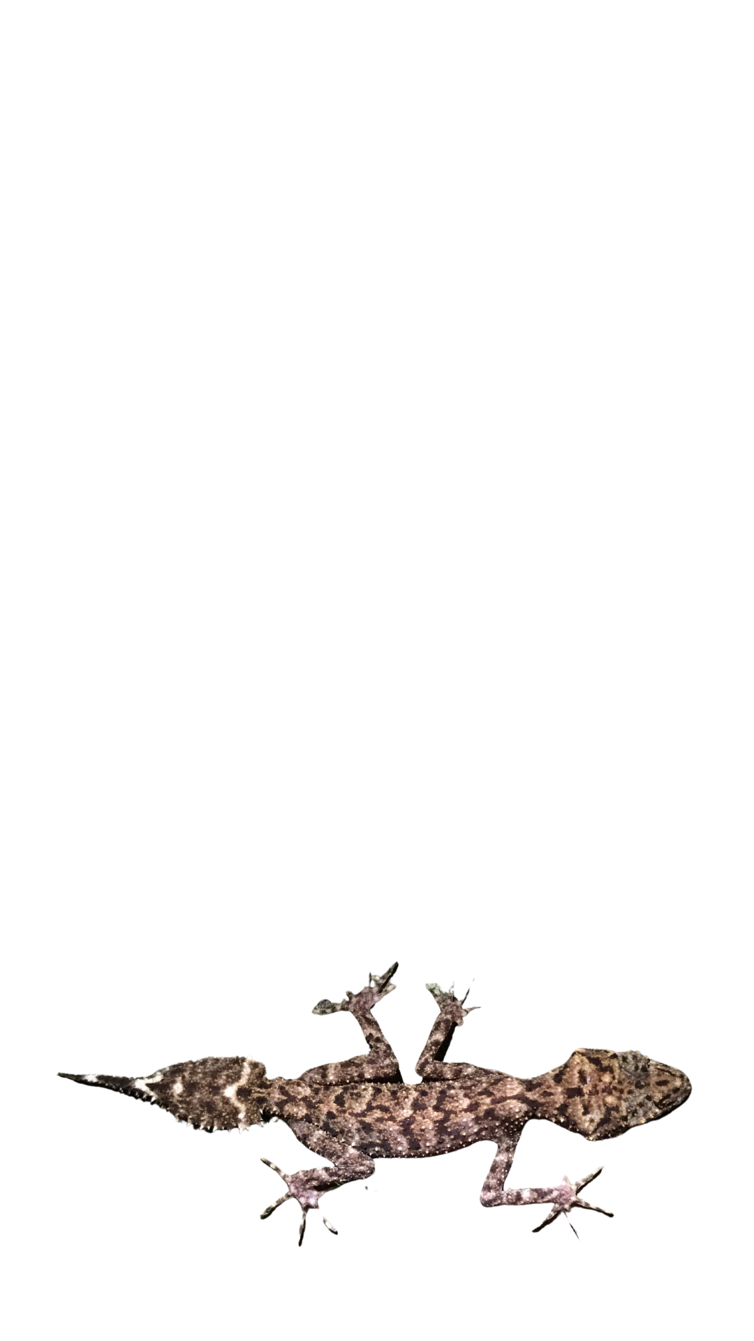 New species of leaf-tailed gecko discovered on Scawfell Island in Great ...