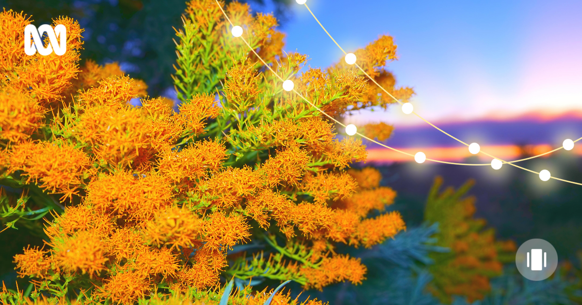 Western Australia's native Christmas tree, the Moodjar, is beginning to flower ABC News