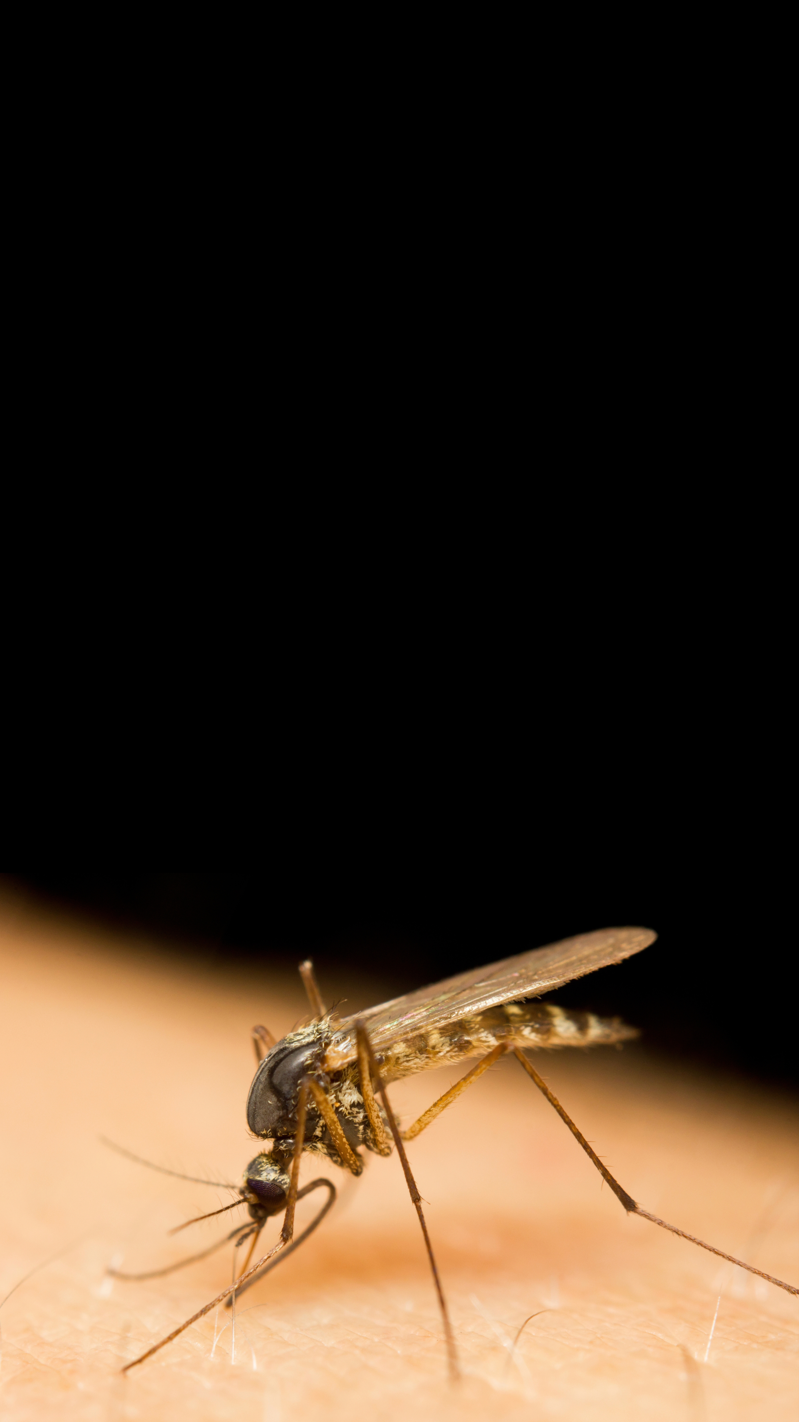 Want to know what actually stops mossie bites itching? Here’s what ...