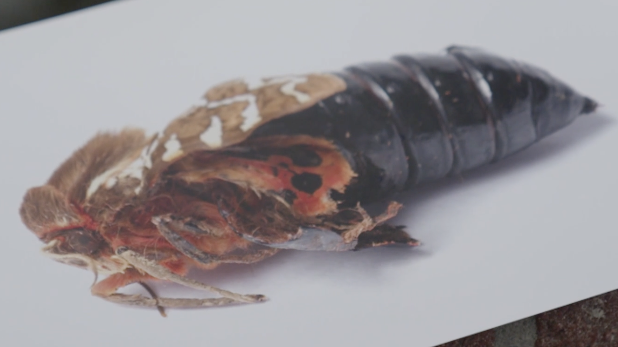 Verminkte vlinder 2.png