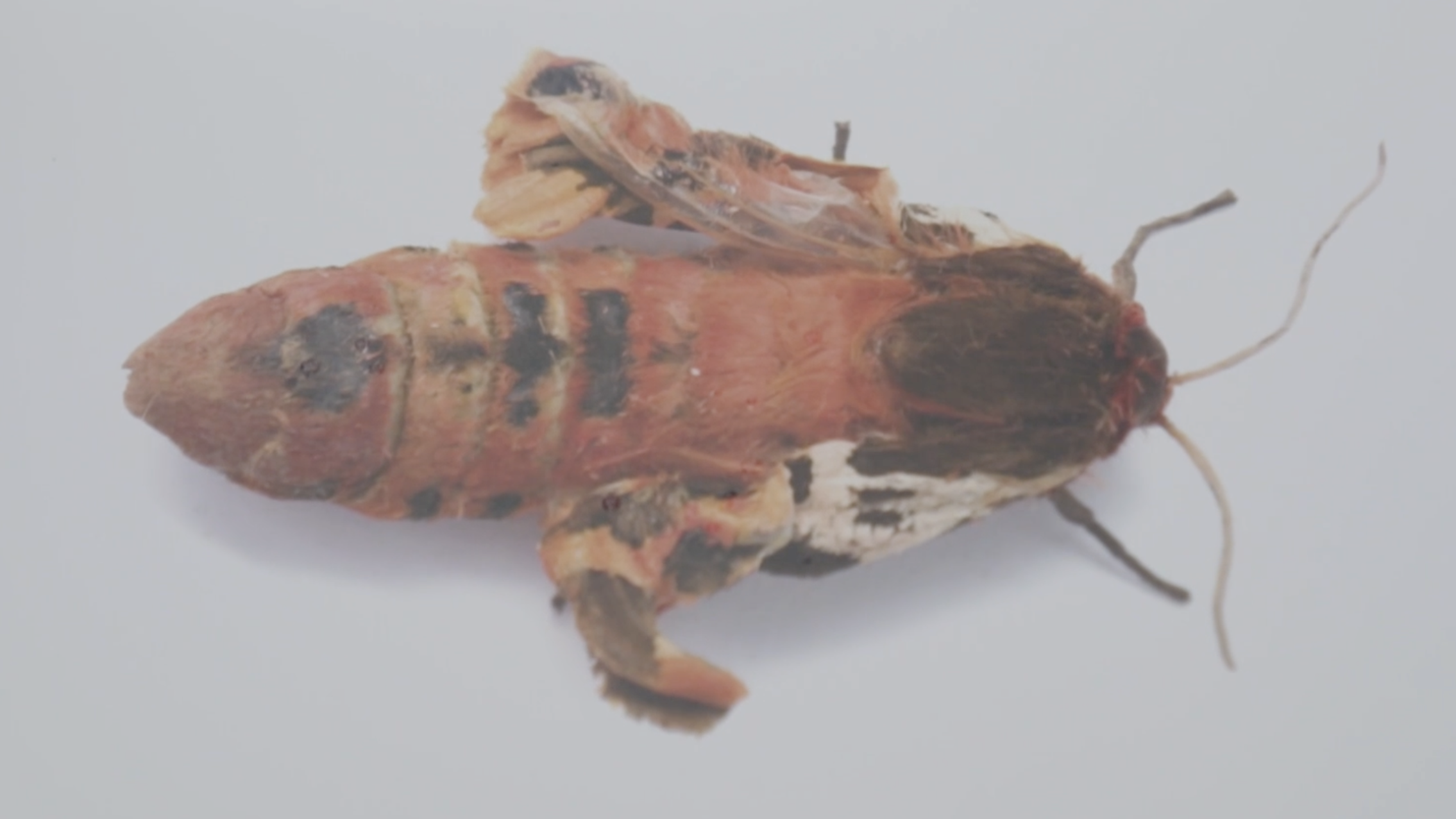 Verminkte vlinder.png