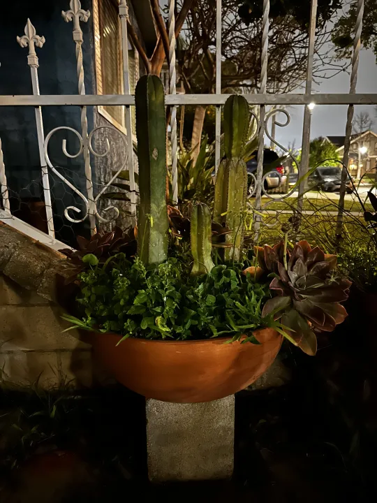 iphone-14-pro-night-mode-plant-rotated.webp
