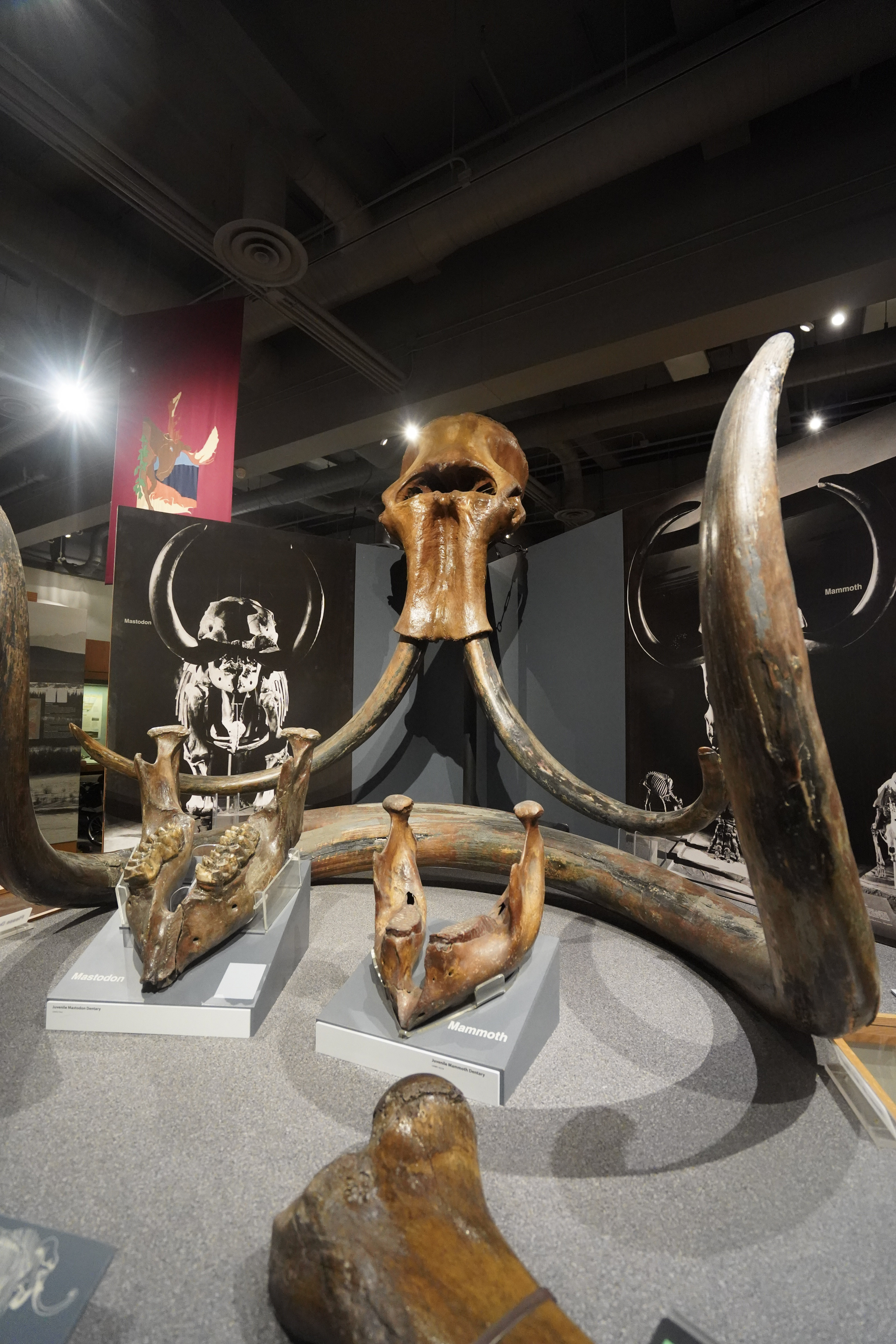 museum, Alaska, bear