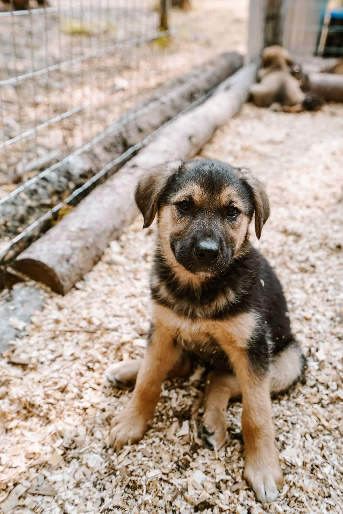 puppy,german,shepard