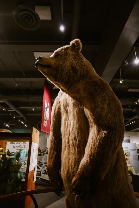 museum, Alaska, bear