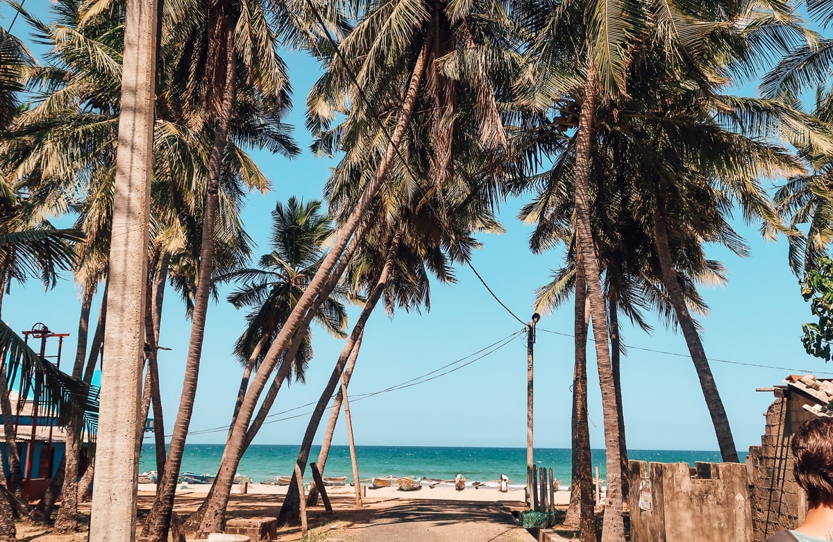 beach,palm,trees