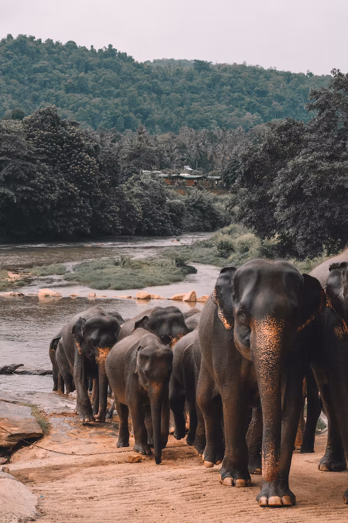 elephants,walking