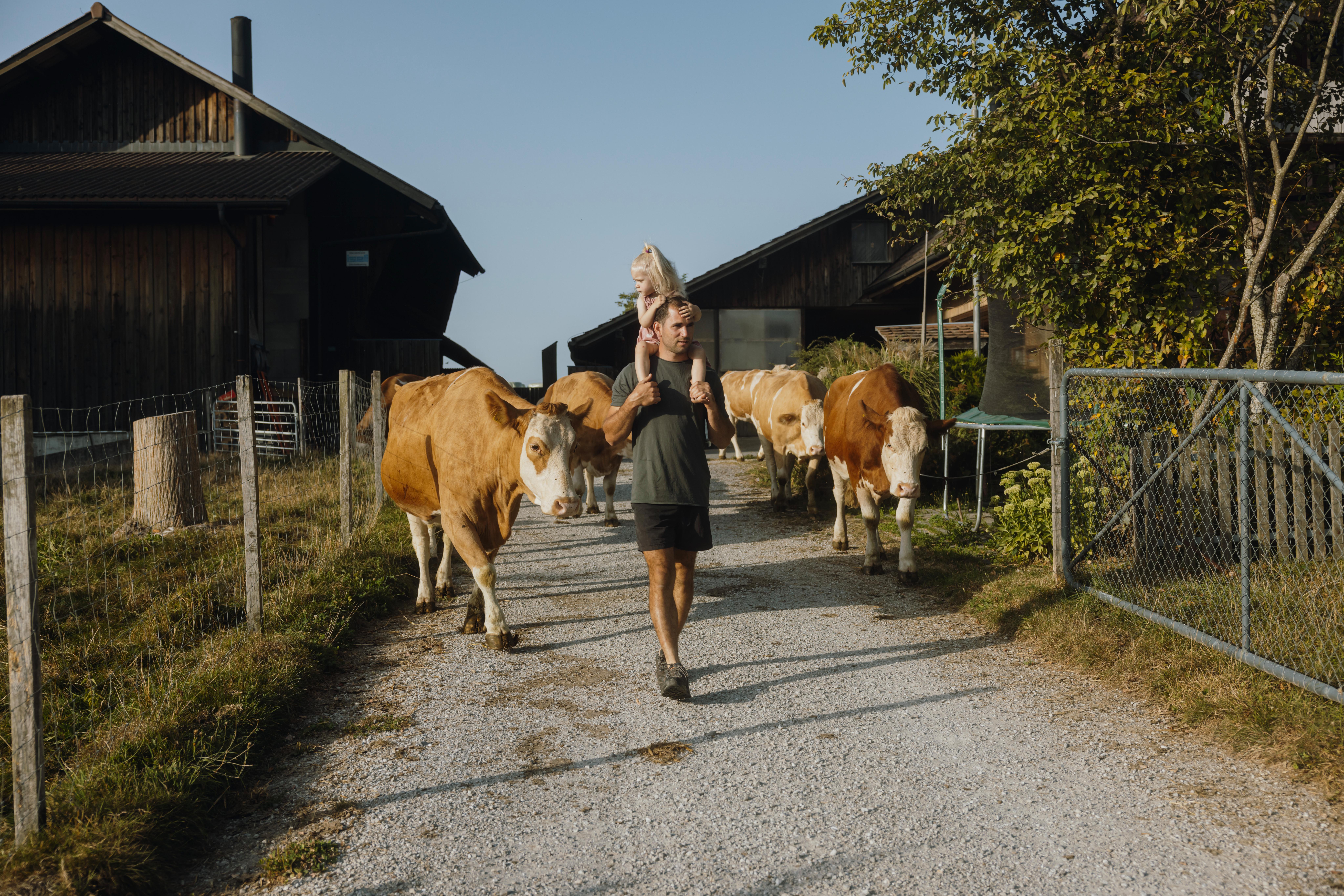 person,cattle,cow,livestock,nature,outdoors,countryside,shoe,rural,walking