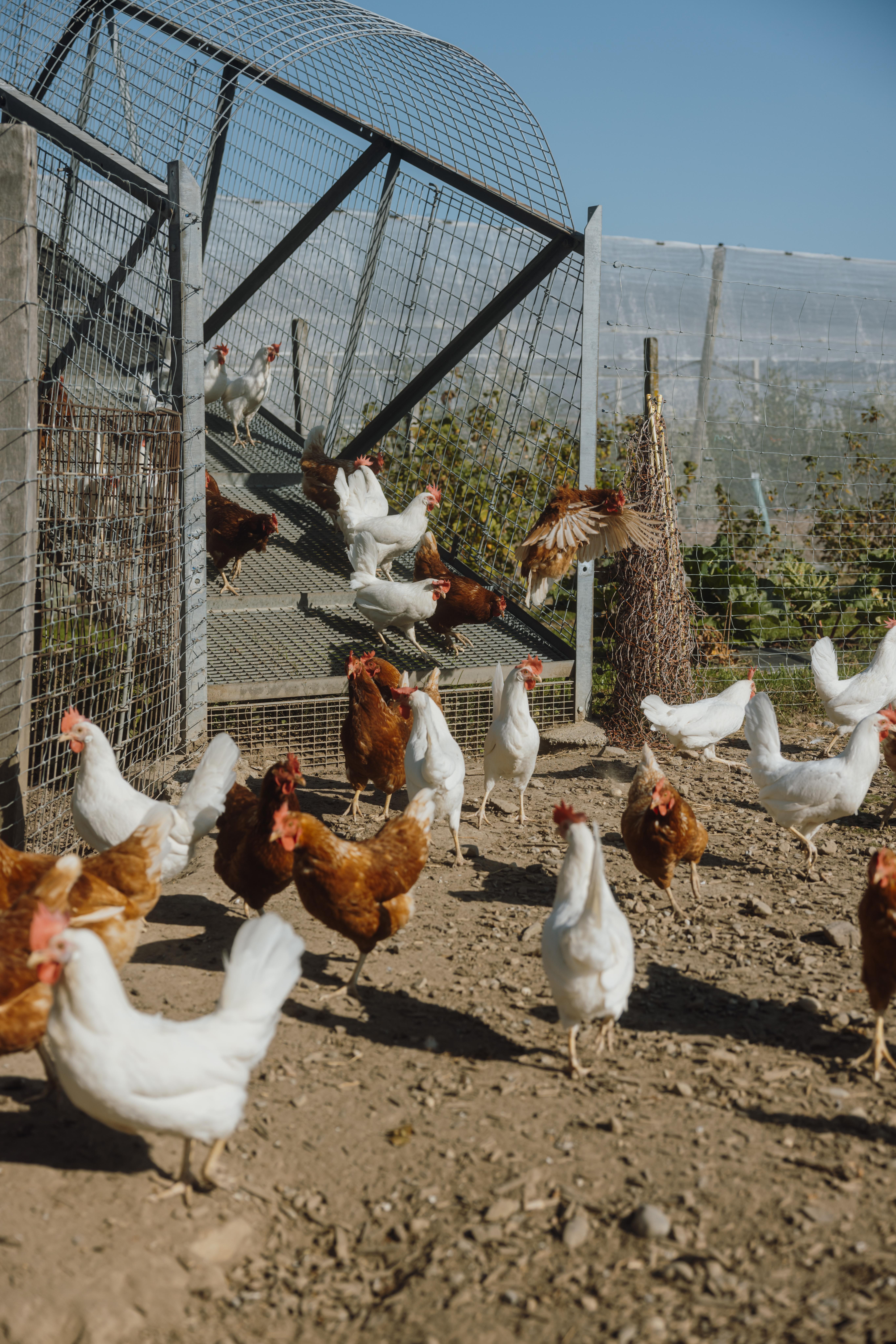 animal,bird,chicken,fowl,poultry,hen,outdoors,nature,rooster