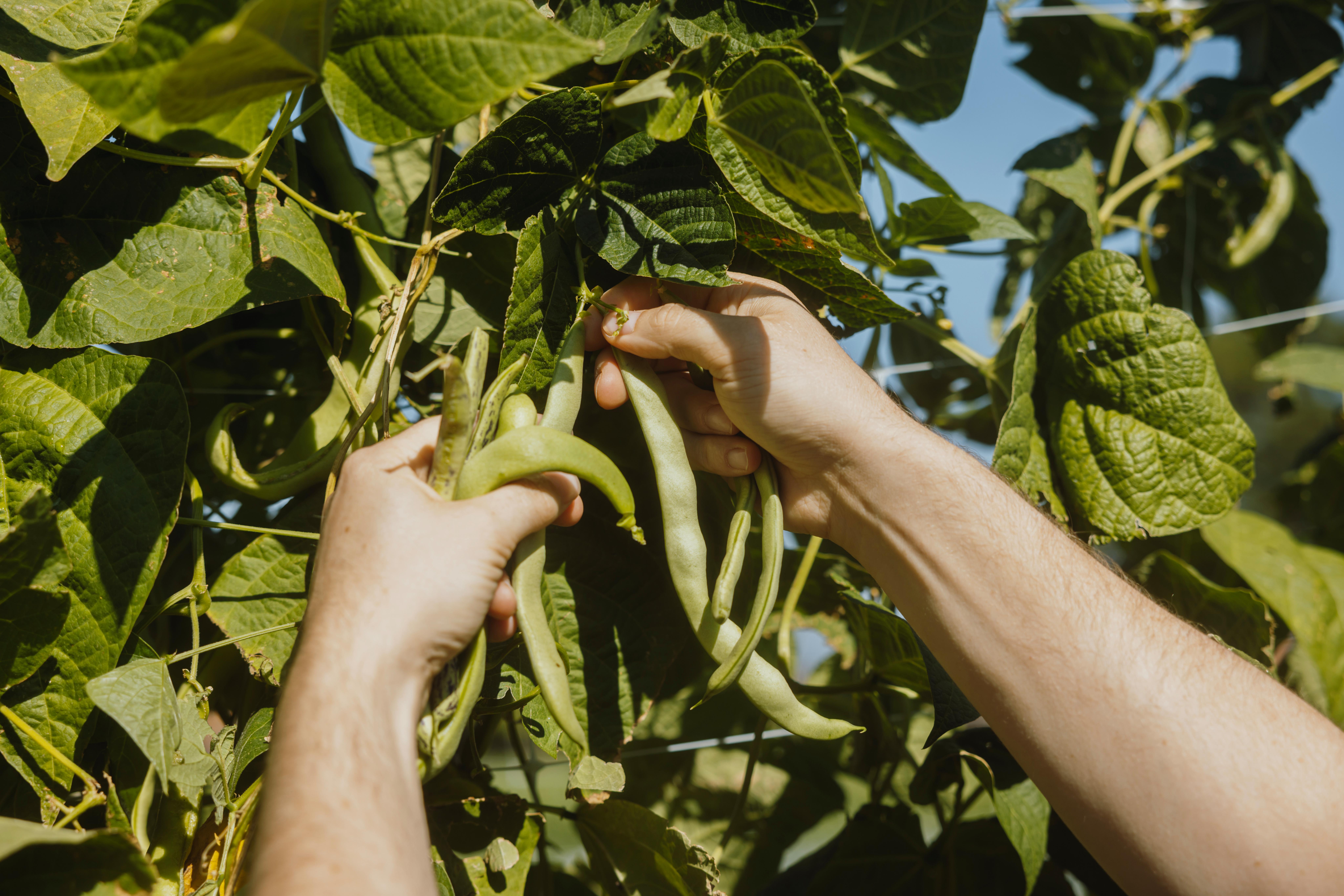 bean,food,plant,produce,person,outdoors,garden,nature,green bean,gardening