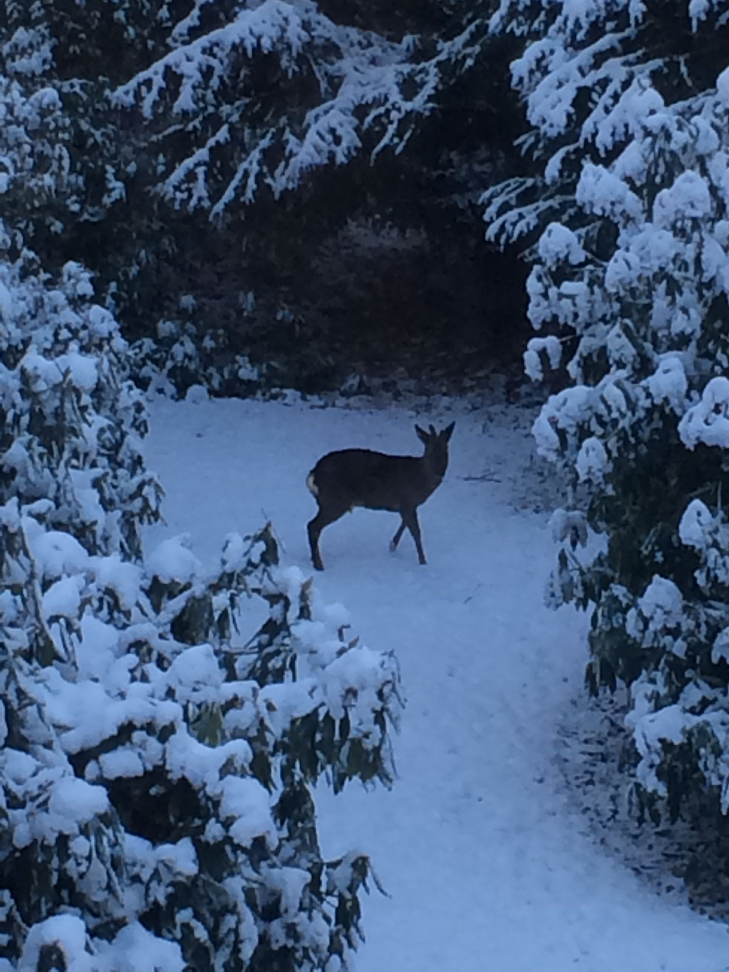 animal,deer,mammal,wildlife,antelope,tree,vegetation,elk,outdoors,nature